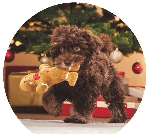 kreis winterkleidung hund weihnachten spielzeug haustier kreis winterkleidung hund weihnachten spielzeug haustier